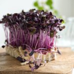 cress, radish cress, purchasing