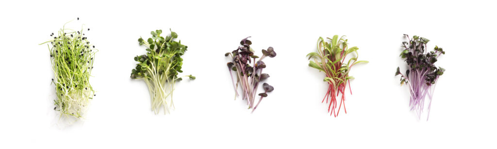 What the heck is a microgreen